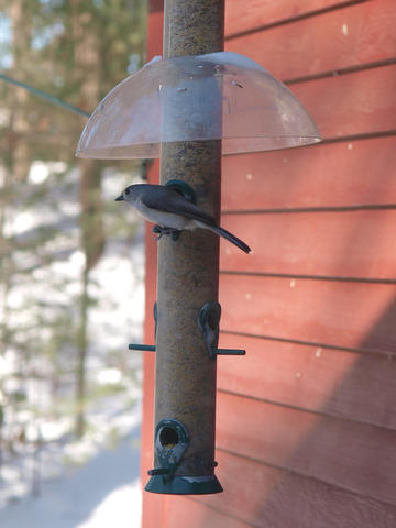 Bird at the feeder