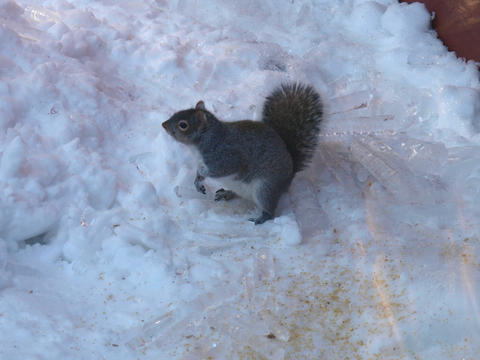 Squirrel in winter #2