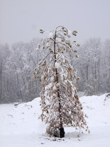 Winter tree