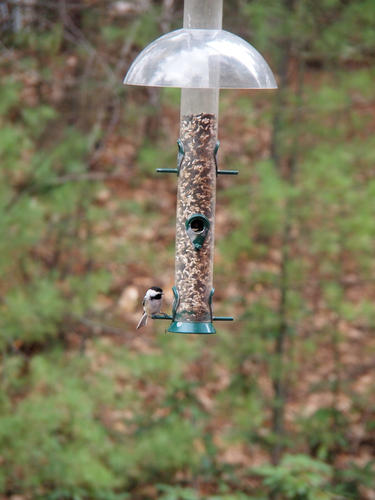 Chickadee at the feeder