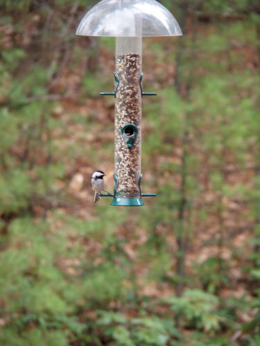 Chickadee at the feeder #2