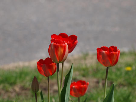 Red tulips