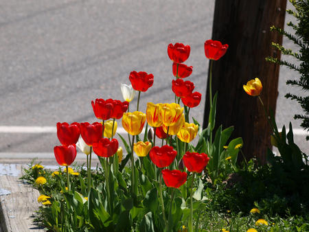 Red and yellow tulips