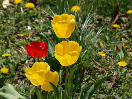 Red and yellow tulips #2