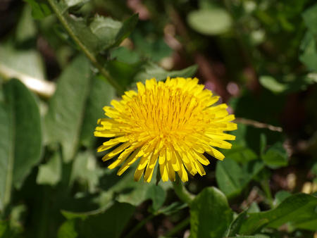 Dandelion