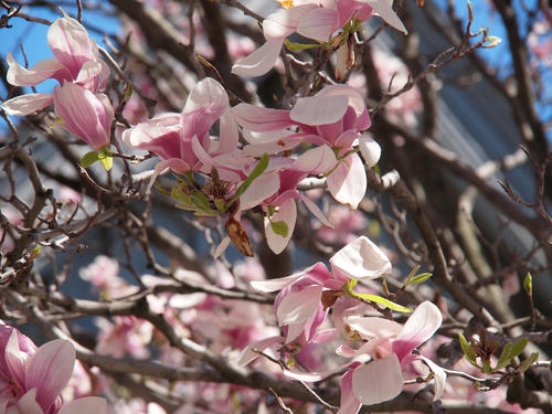 Spring blossoms