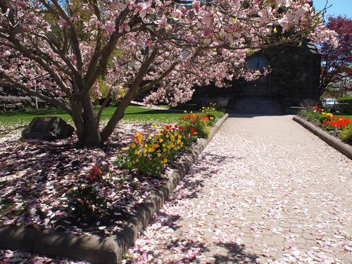 Spring blossoms and tulips
