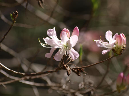 Spring blossom
