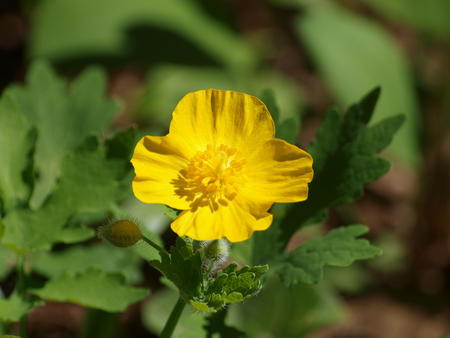 Yellow flower