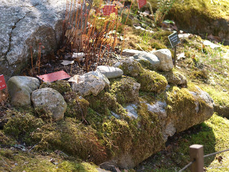 Moss covered rock #2