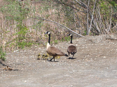 Goslings