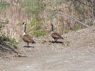 Goslings #3