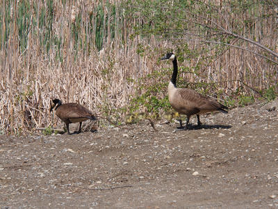 Goslings #8