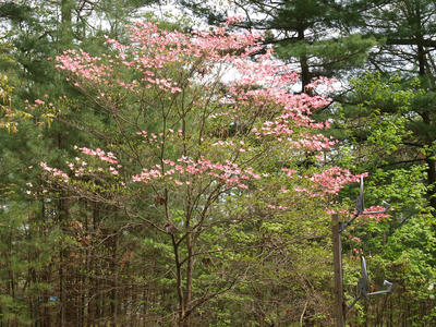 Liz's dogwood tree