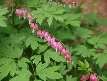 Bleeding hearts #2