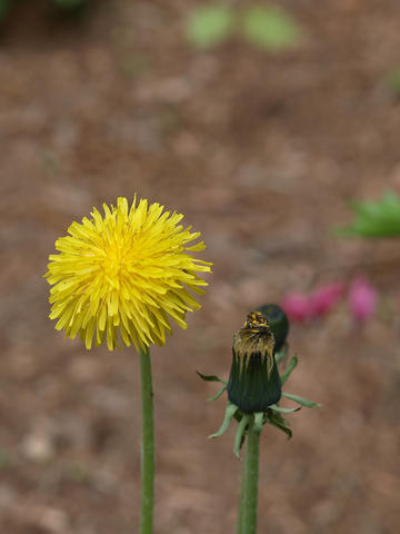 Dandelion