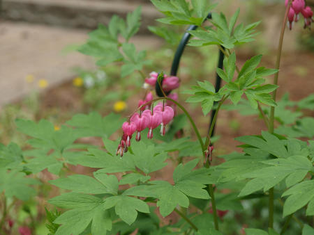 Bleeding hearts #3