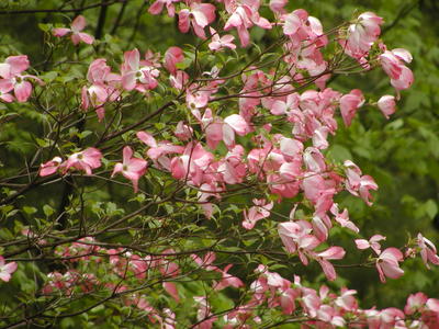 Liz's dogwood tree #4