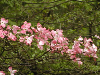 Liz's dogwood tree #5