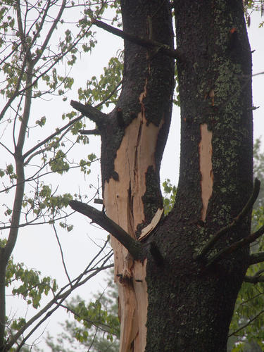 Tree split by lightning