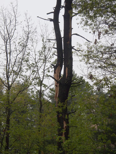 Tree split by lightning #2