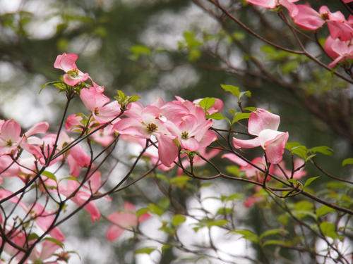 Liz's dogwood tree #7