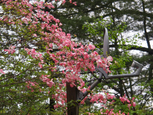 Liz's dogwood tree #8