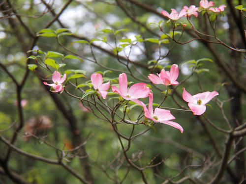 Liz's dogwood tree #9