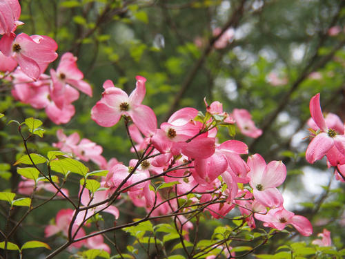 Liz's dogwood tree #10
