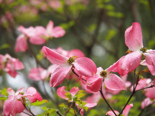 Dogwood in the rain