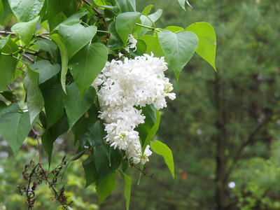 White flowers