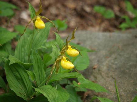 Yellow ladyslipper
