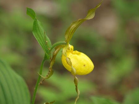 Yellow ladyslipper #3