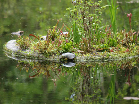 Turtle at Garden in the Woods #4