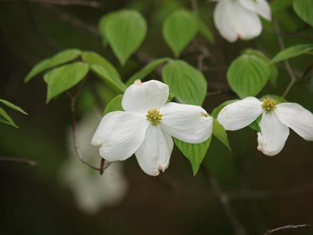 White flower