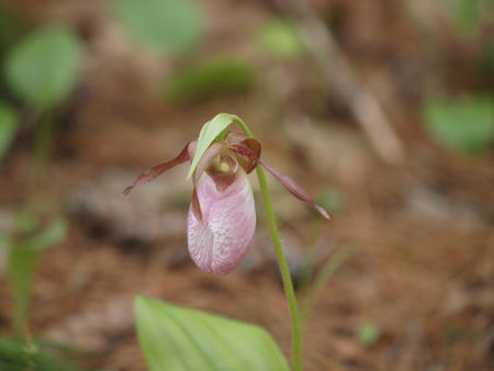 Pink ladyslipper