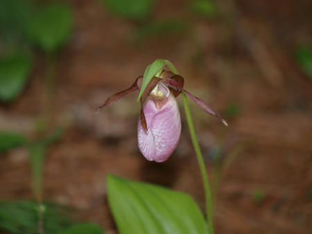 Pink ladyslipper #2