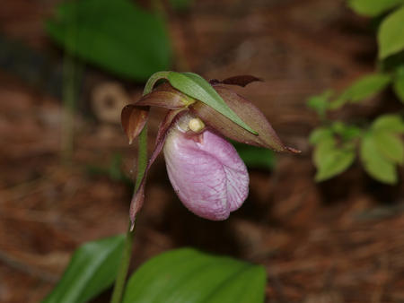 Pink ladyslipper #4