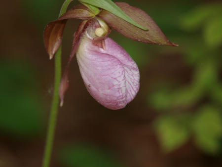 Pink ladyslipper #5