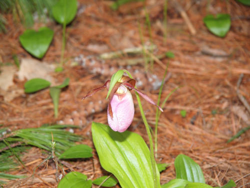 Pink ladyslipper #6