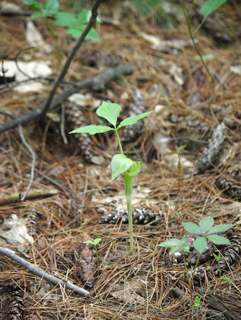Jack in the pulpit