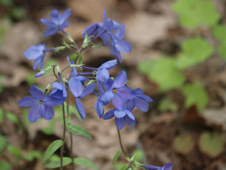 Blue flowers