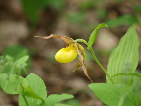Yellow ladyslipper #4