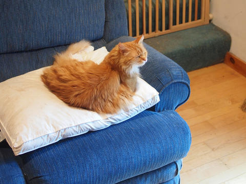 America on his throne