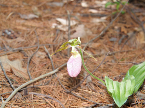 Pink ladyslipper #7