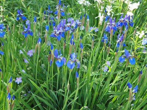 Blue Iris