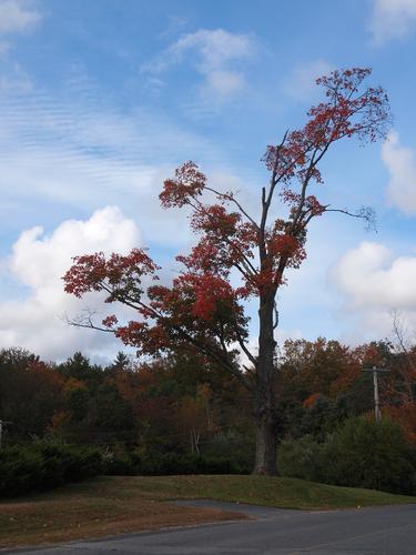 Fall tree
