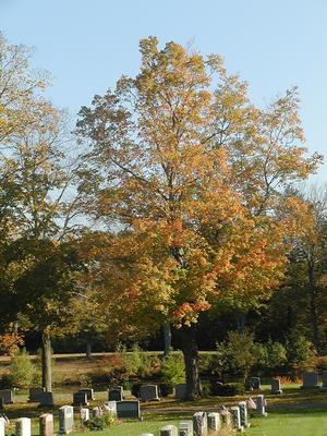 Andover cemetary #6