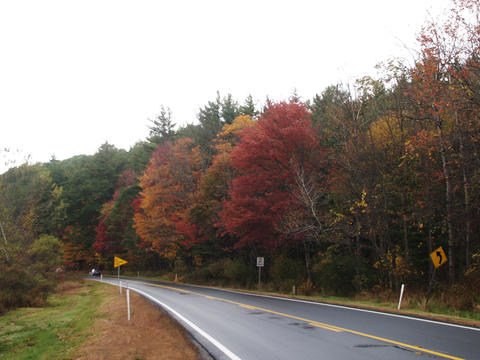 Fall by the roadside #3