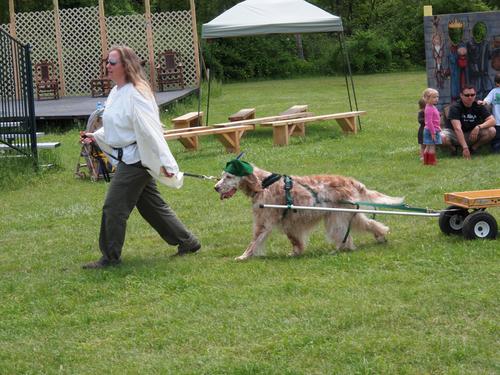 Robin Hood dog
